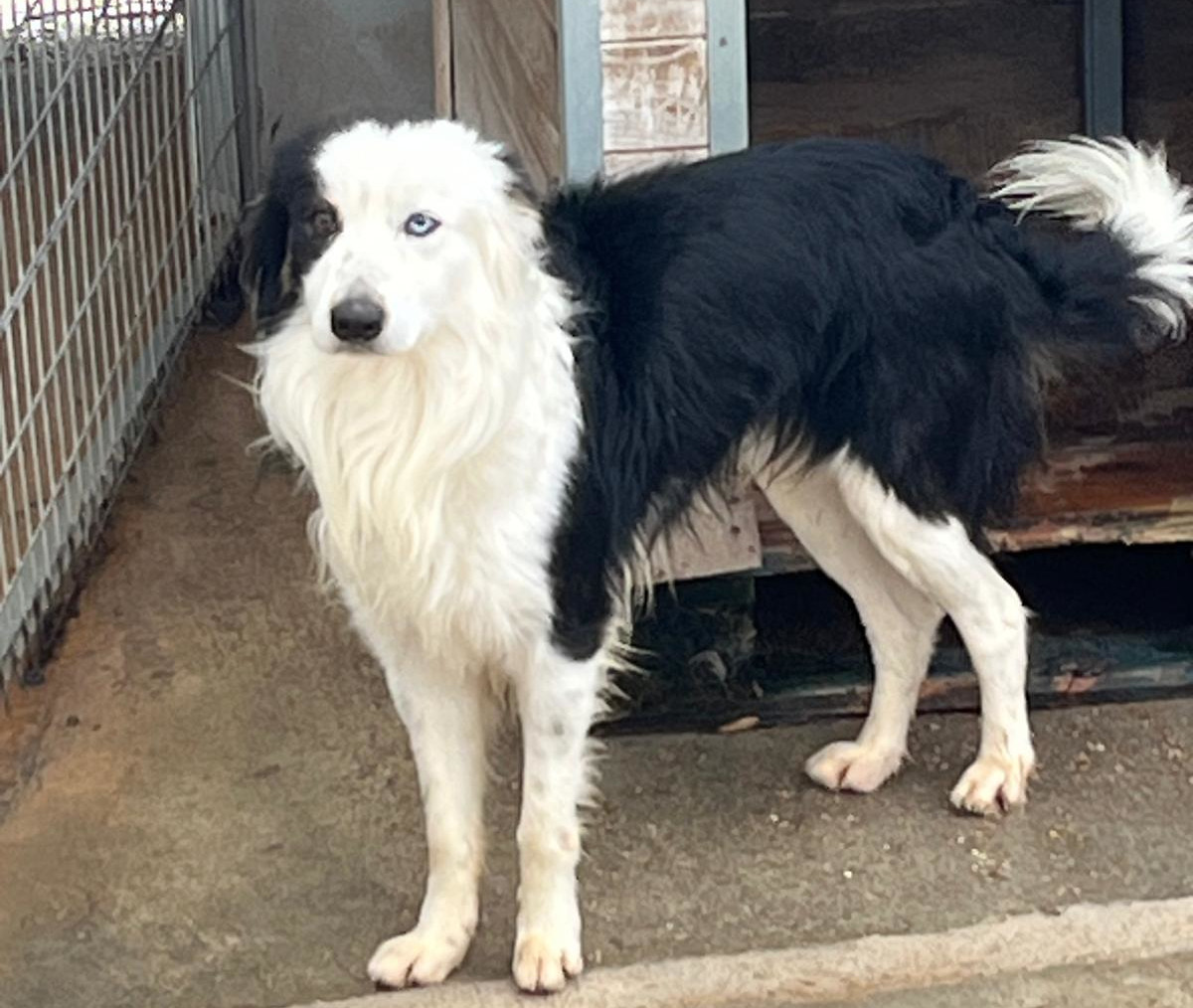 #CED2412111 - Border collie, 01/01/2018